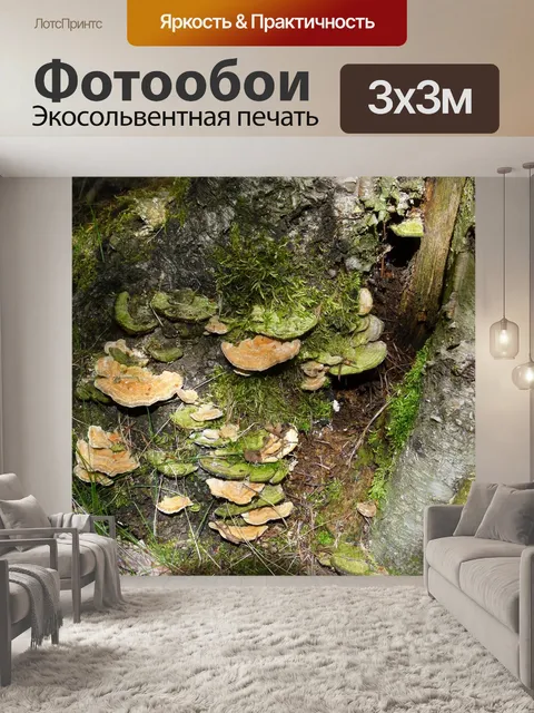 Фотообои Грибок