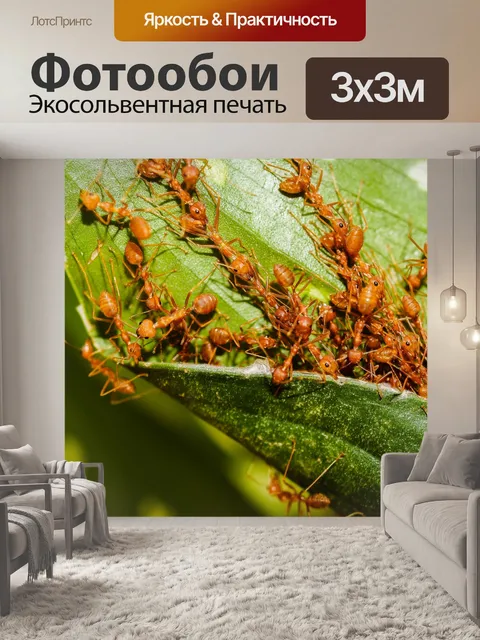 Фотообои Красные муравьи