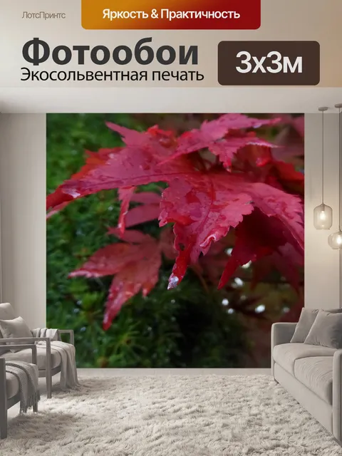 Фотообои Капли дождя на кленовый лист