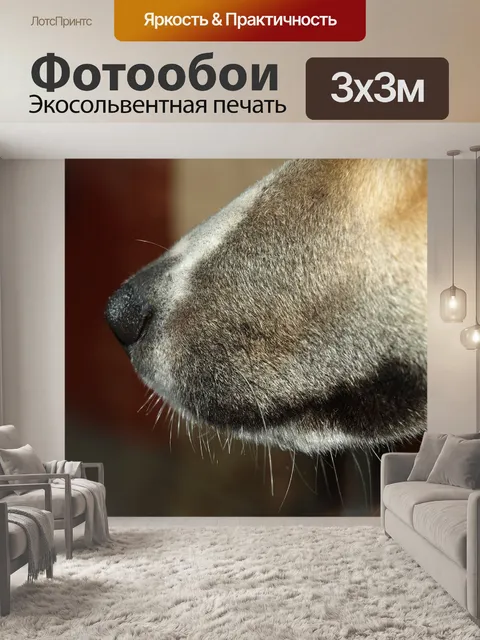 Фотообои Морда собаки