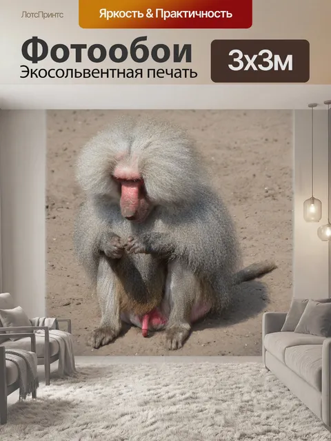 Фотообои Обезьяны, бабуины 04