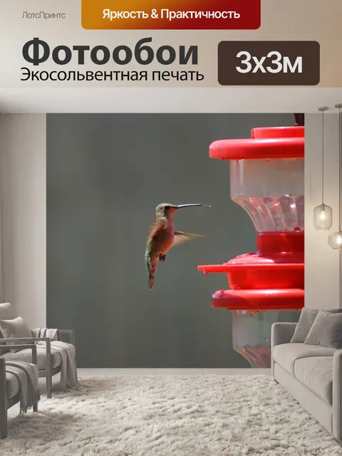 Фотообои Колибри