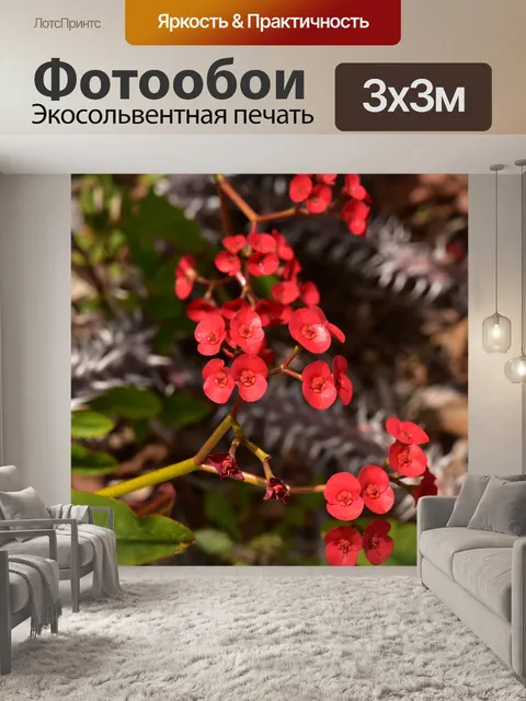 Фотообои Крошечные красные полевые цветы