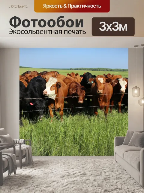 Фотообои Стадо коров выгона