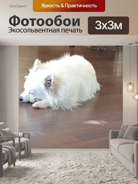 Фотообои Спящая собака Белый Поморская