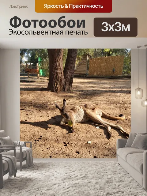 Фотообои Кенгуру в сафари по Израилю