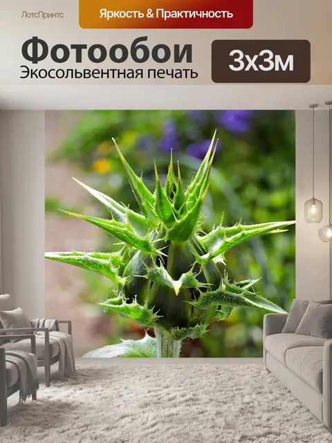Фотообои Бутон расторопши