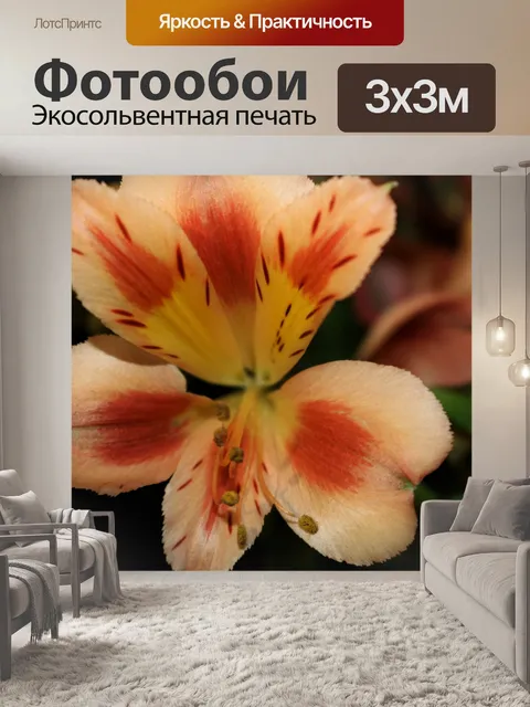 Фотообои Оранжевый цветок фрезии крупным планом