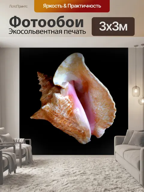 Фотообои ракушка