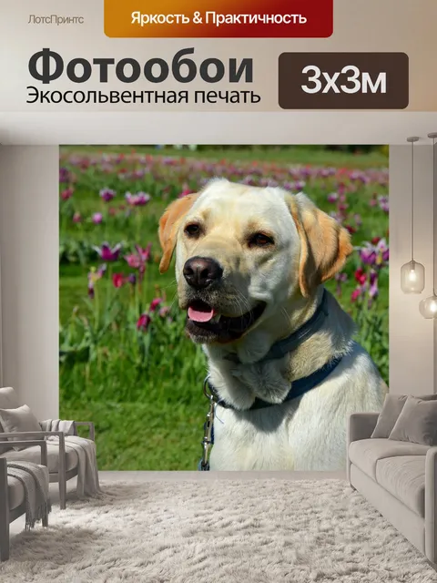 Фотообои Лабрадор ретривер