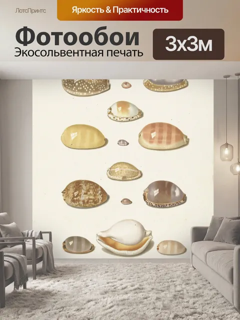 Фотообои Красивые ракушки Sea Shell