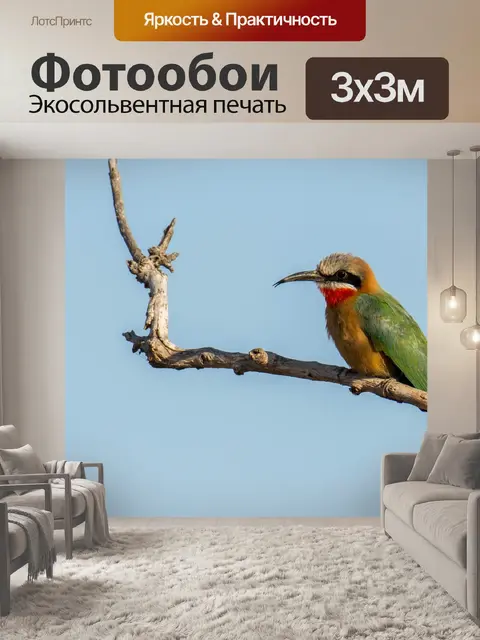 Фотообои Белый белолобый bee eater