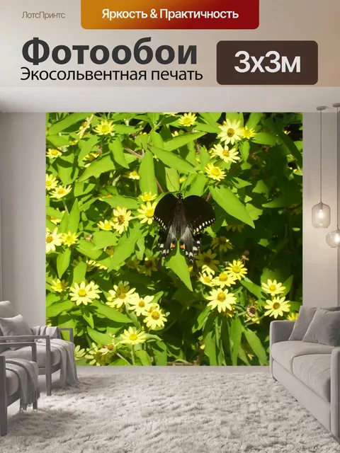 Фотообои Черная бабочка на цветке