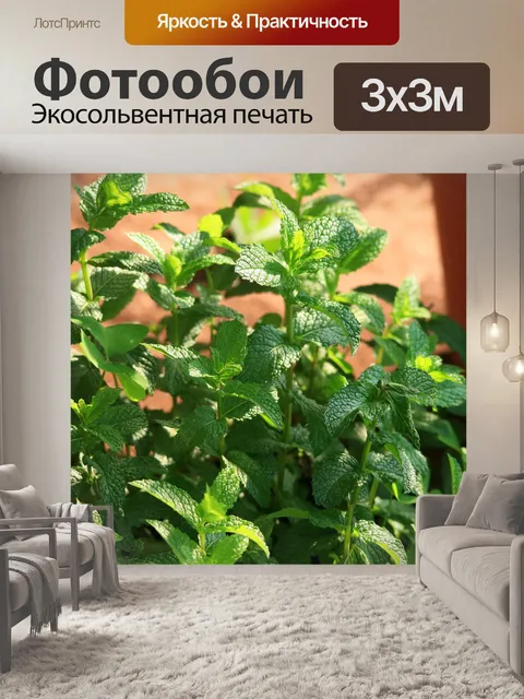 Фотообои свежей мяты