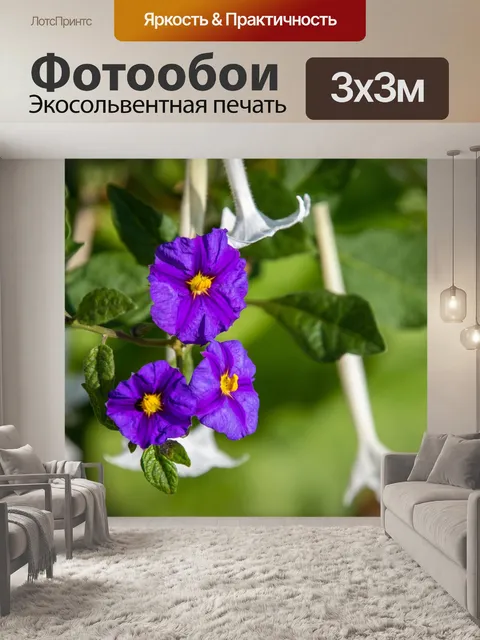 Фотообои Фиолетовый цветок, solanum rantonnetii
