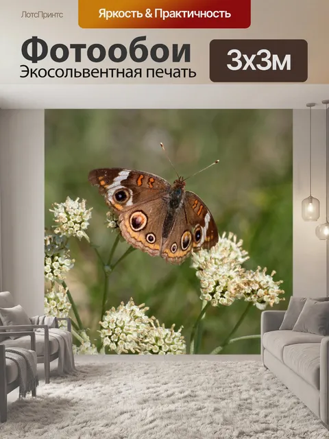 Фотообои Бакейская бабочка на белом фоне