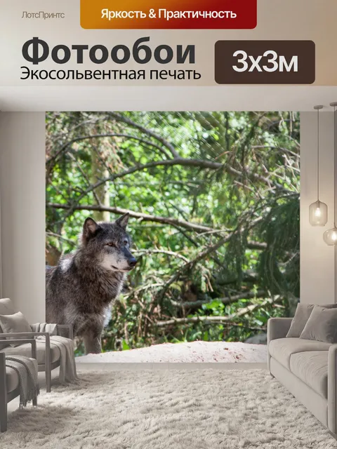 Фотообои Волк