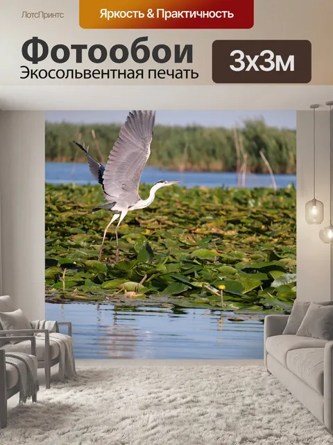 Фотообои Серая цапля