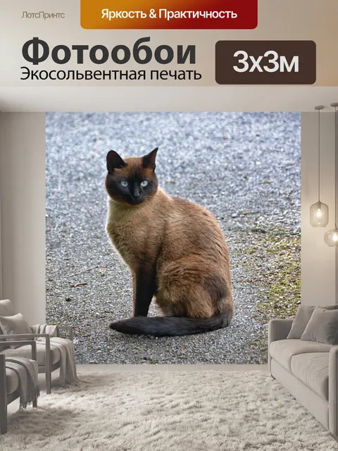 Фотообои сиамская кошка