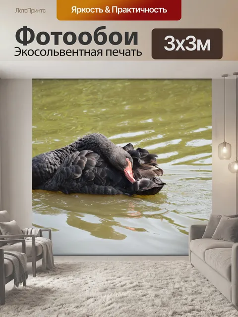 Фотообои Черный лебедь серия 1 водный балет 6