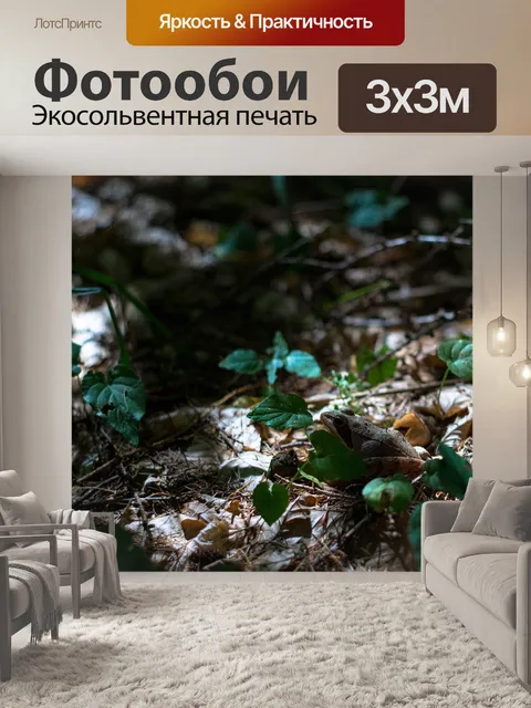 Фотообои Лягушка
