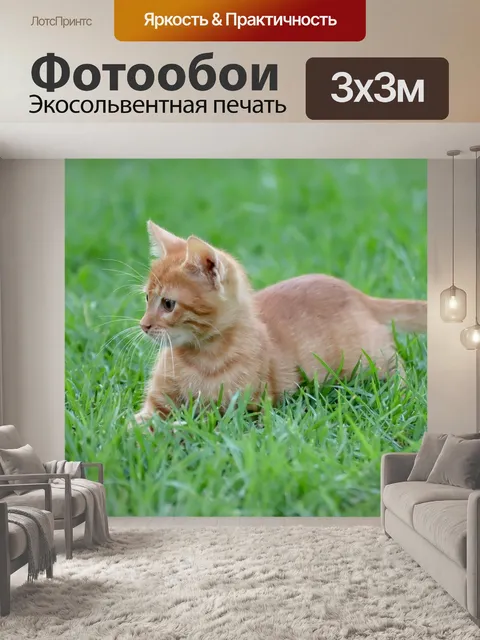 Фотообои Кот