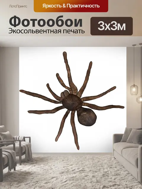 Фотообои паук