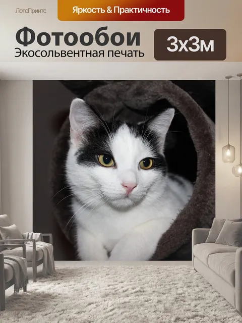 Фотообои Кот
