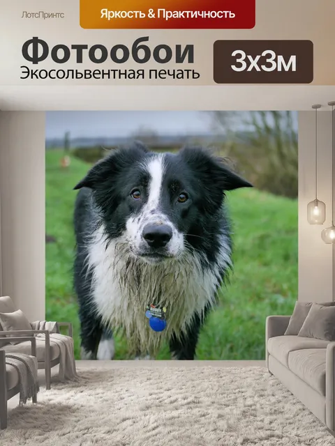 Фотообои Бордер-колли