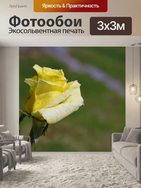 Фотообои Желтые розы Изолированные