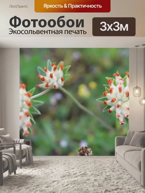 Фотообои Белые цветки