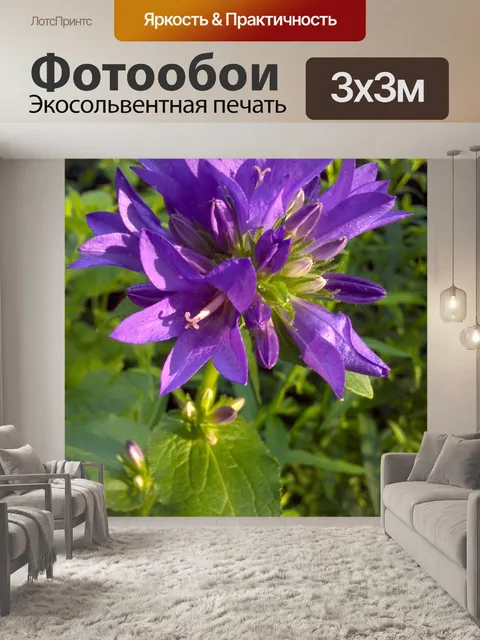 Фотообои Фиолетовый цветок Солнечный свет