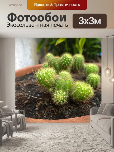 Фотообои Кактус