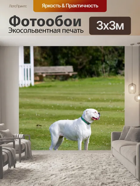 Фотообои Белый Боксер собака