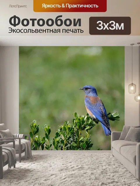 Фотообои Синяя птица