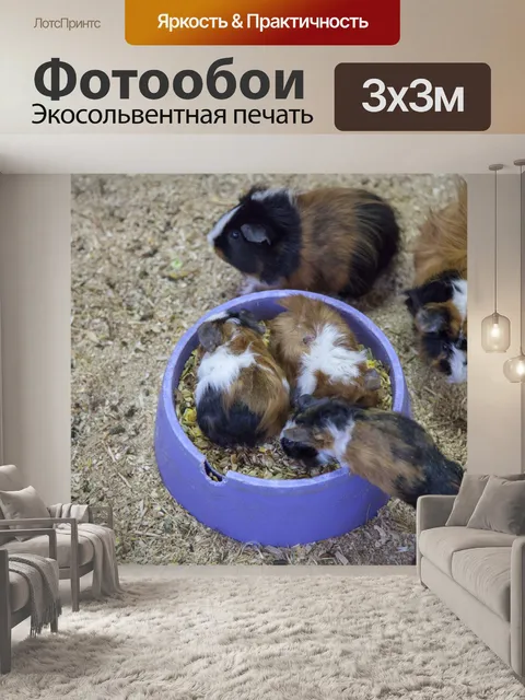 Фотообои морская свинка