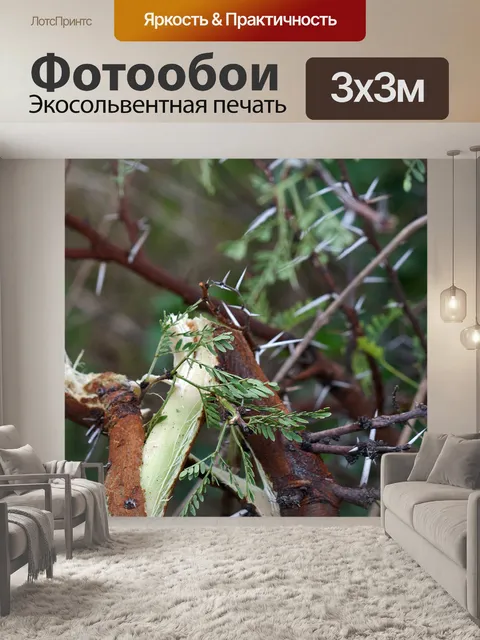 Фотообои сломанная ветка тернового дерева