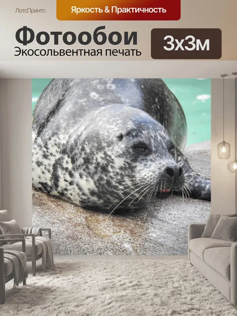 Фотообои Тюлень