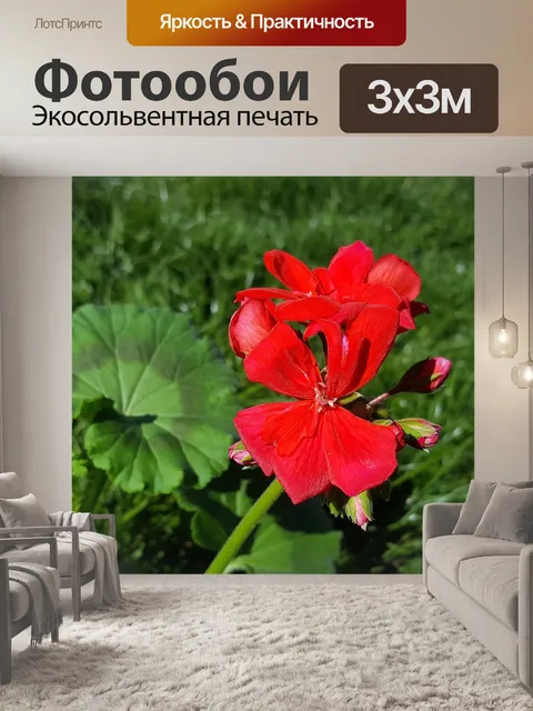 Фотообои Красная герань