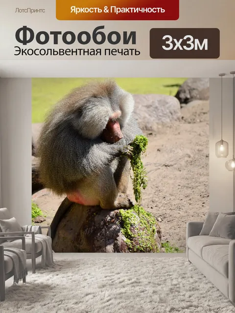 Фотообои Hamadryas бабуины
