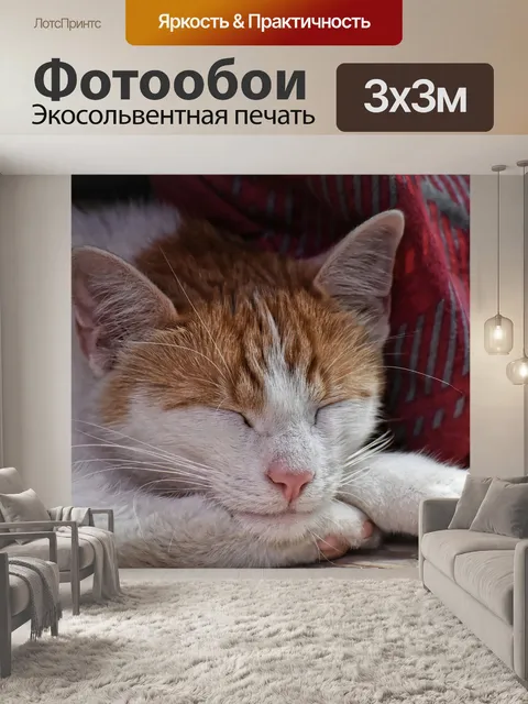 Фотообои Кот