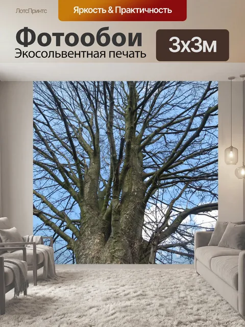 Фотообои Кроны деревьев