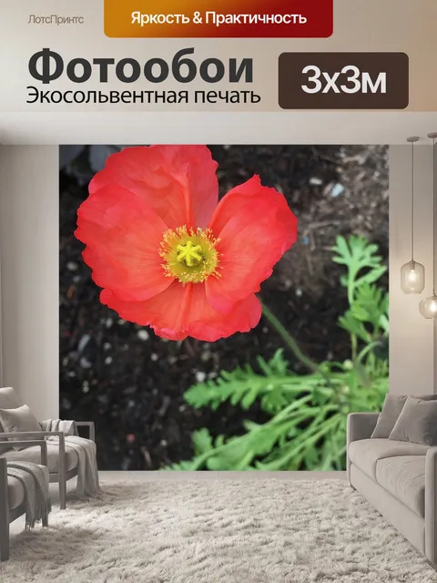 Фотообои Мак