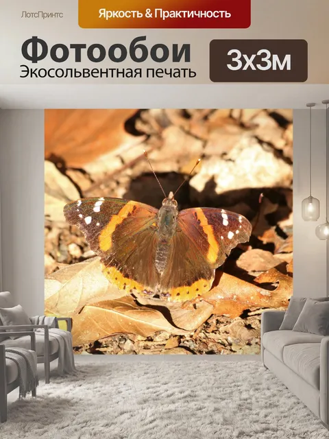 Фотообои Красная адмирал бабочка осенью