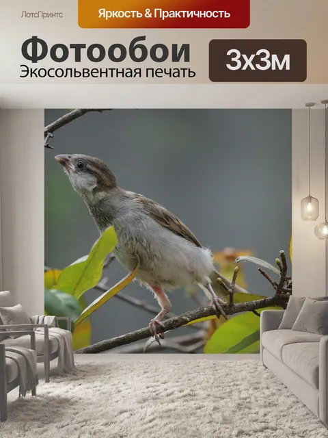 Фотообои Птицы