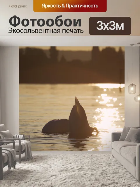 Фотообои Лебедь