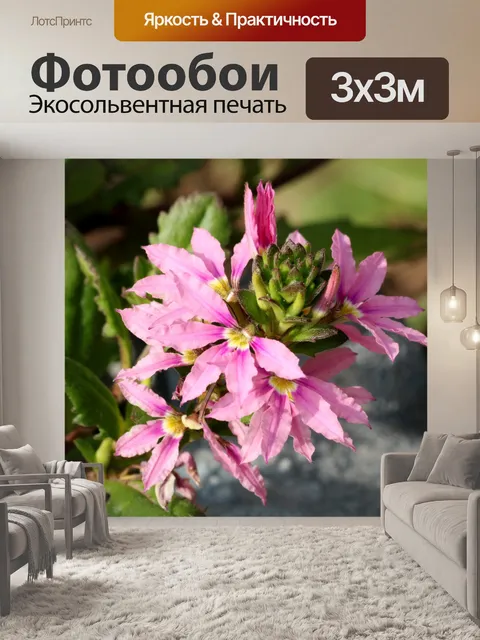 Фотообои Розовые цветы Scaevola