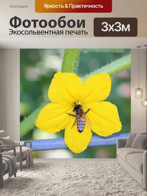 Фотообои Пчела на огуречном цветке