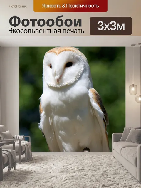 Фотообои Сипуха