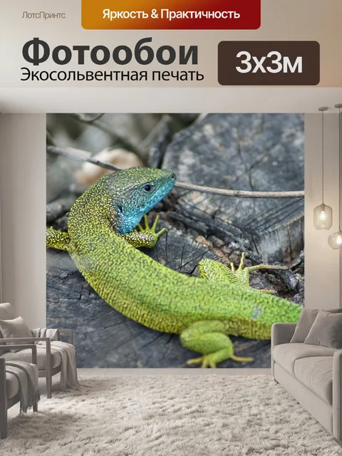 Фотообои Европейская зеленая ящерица